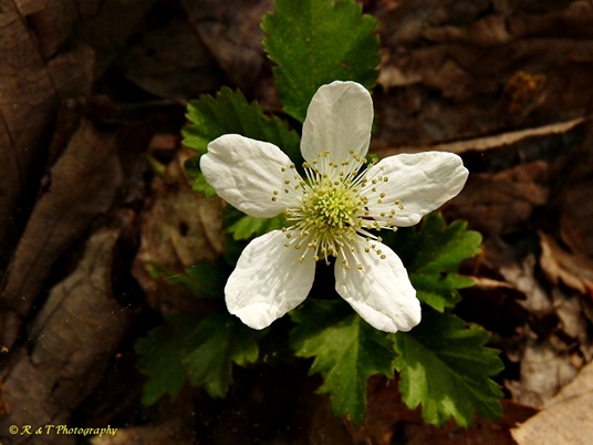 {Rubus flagellaris}
